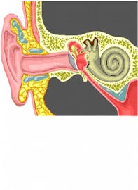 Footplate of Stapes in Oval Window