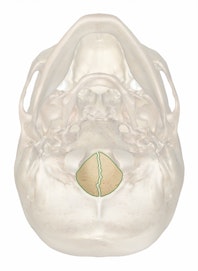 Foramen Magnum