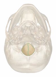Foramen Magnum