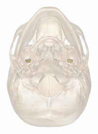 Foramen Ovale