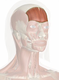Frontal Belly of Epicranius Muscle (Frontalis Muscle)