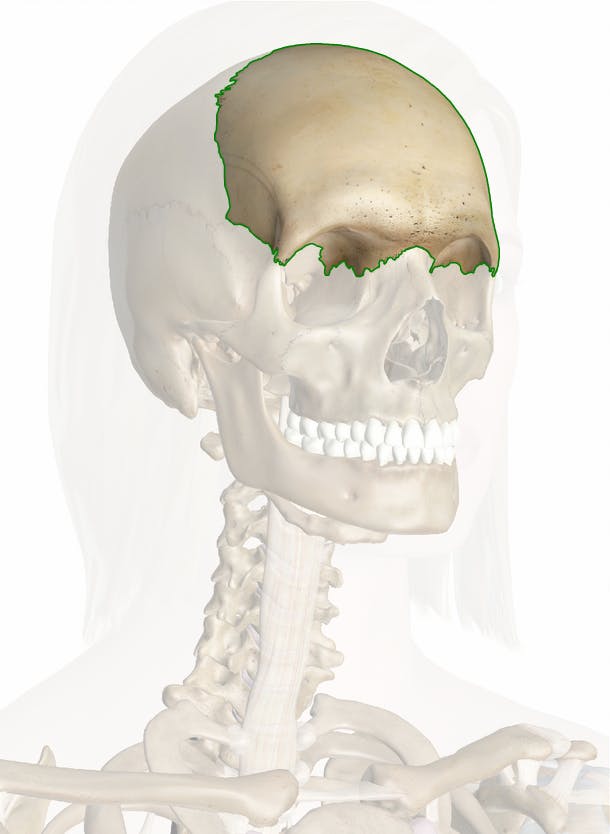 Frontal Bone Human Skull