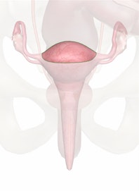 The Fundus of the Uterus