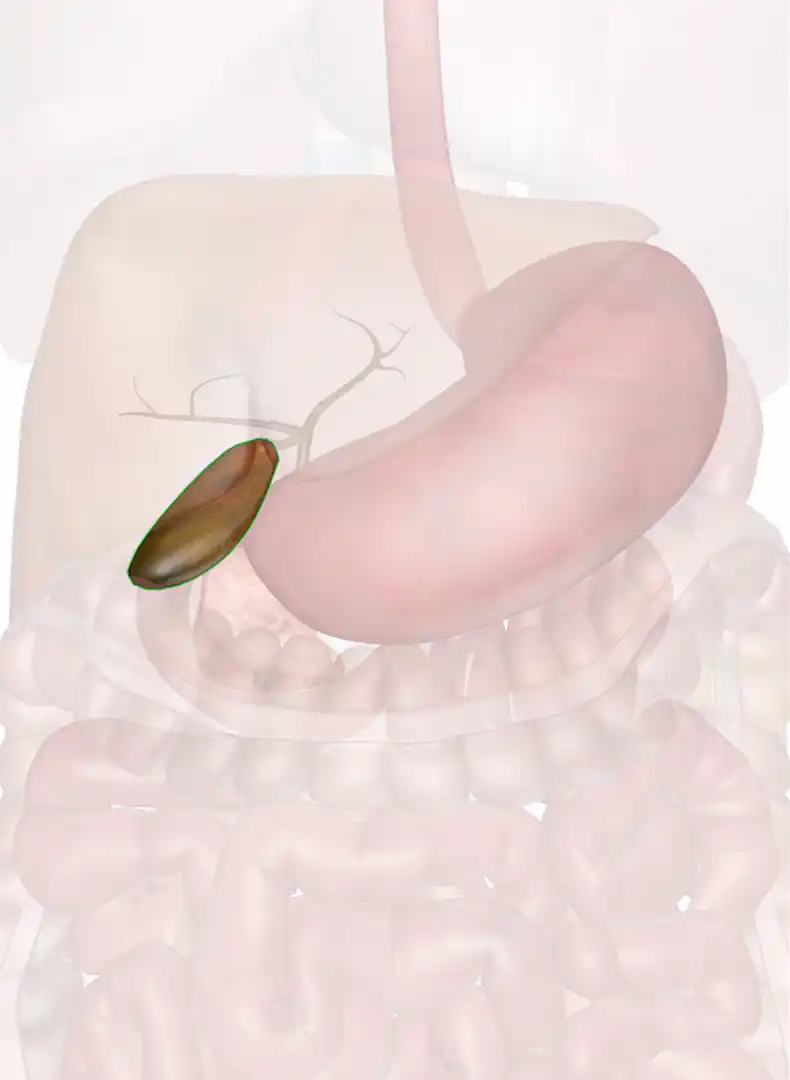 The Gallbladder: Anatomy and 3D Illustrations