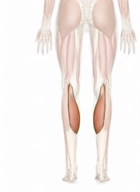 Gastrocnemius Muscle (Medial Head)