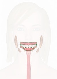 Gingiva (Gums)
