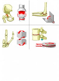 Gliding Joints: Roles in Flexibility, Breathing & Stability