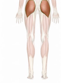 Gluteus Maximus Muscle