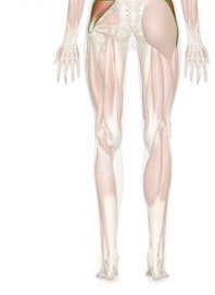 Gluteus Medius Muscle