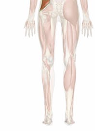 The Gluteus Medius