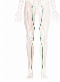 Great Saphenous Vein