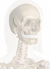 Groove for Middle Temporal Artery