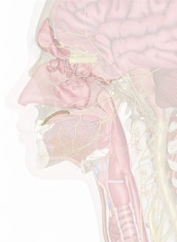 Hard Palate