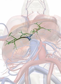 Hepatic Portal Vein
