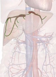 The Hepatic Veins