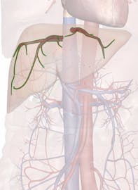 The Hepatic Veins
