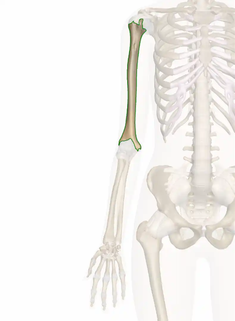The Humerus: Anatomy and 3D Illustrations
