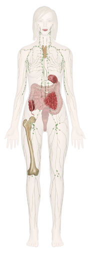 Immune/ Lymphatic System