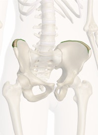 The Iliac Crest