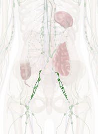 Iliac Nodes