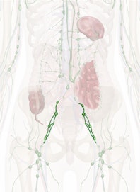 Iliac Nodes