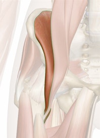 Iliacus Muscle