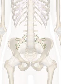 Iliolumbar Ligament