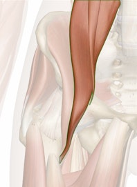 Iliopsoas Muscle