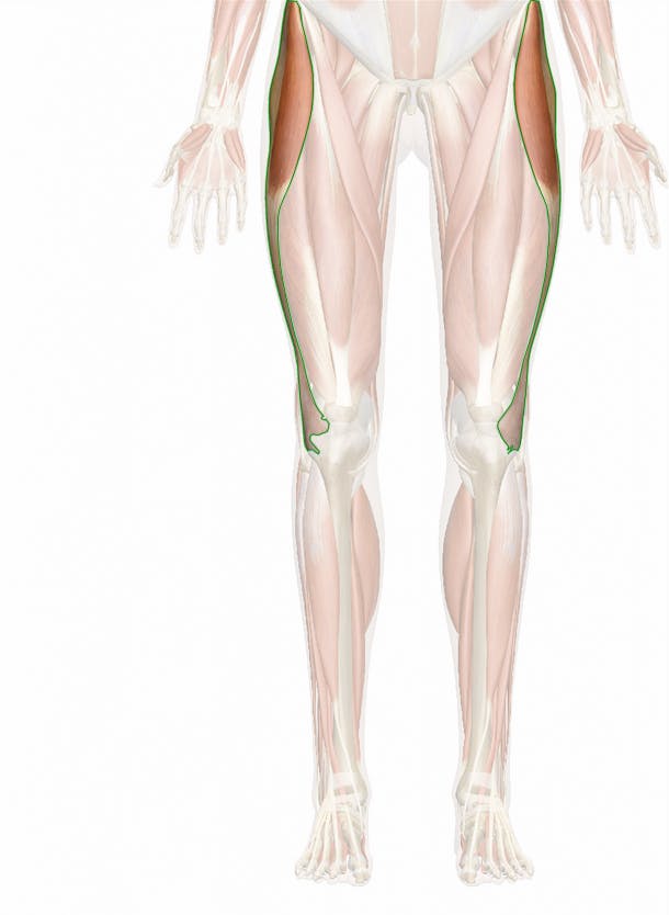Iliotibial Tract (ITB) Anatomy - Bodyworks Prime