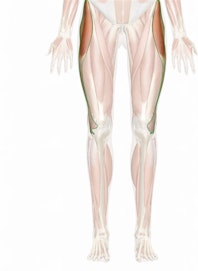 The Iliotibial Tract