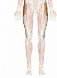 The Iliotibial Tract