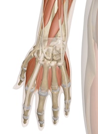 Deep Muscles of the Hand and Wrist (Posterior View)