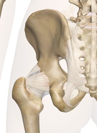 Hip Joint (Posterior View)