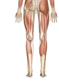 Deep Muscles of the Leg and Foot (Posterior View)