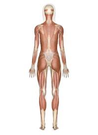 Muscular System (Posterior View)
