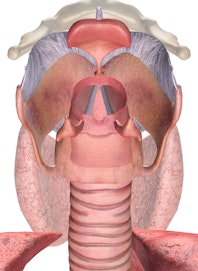 Larynx (Superior View)