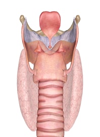 Larynx (Posterior View)