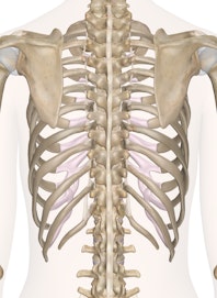Bones of the Chest and Upper Back (Posterior View)