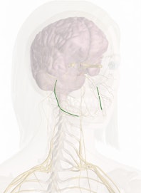 Inferior Alveolar Nerve