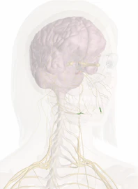 Inferior Dental Plexus