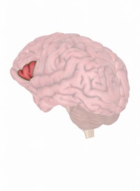 Inferior Frontal Gyrus