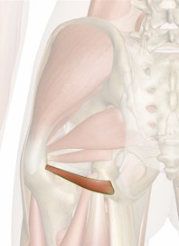 Inferior Gemellus Muscle