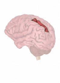 Inferior Parietal Lobule