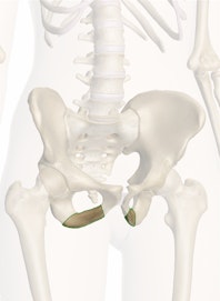 Inferior Ramus of Ischium