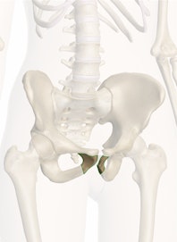 Inferior Ramus of Pubis