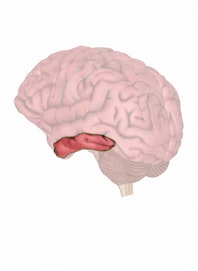 Inferior Temporal Gyrus