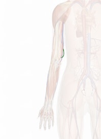 Inferior Ulnar Collateral Artery