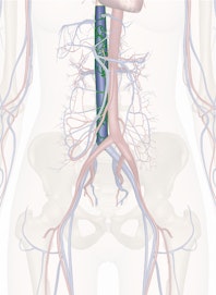 The Inferior Vena Cava
