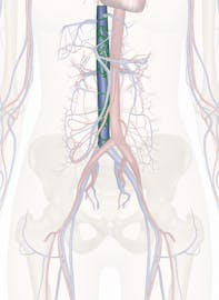 The Inferior Vena Cava