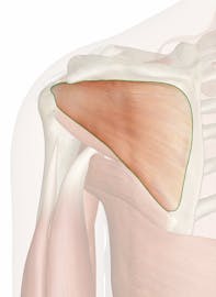 Infraspinatus Muscle